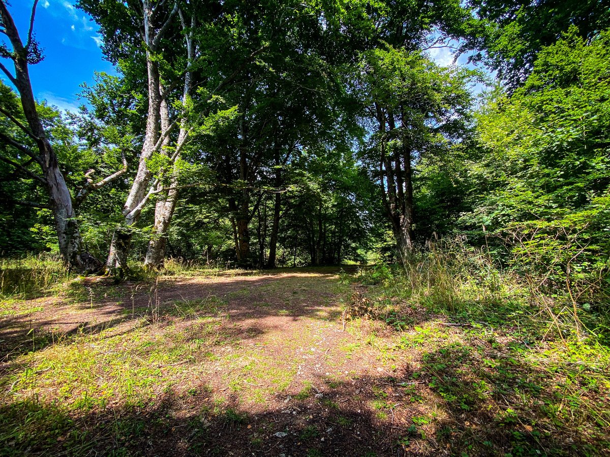 Sunlight filtering through trees in a freshly cleared forest opening